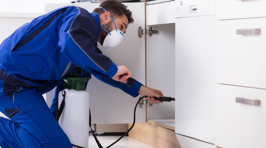Professional Pest Control Services in Bangalore