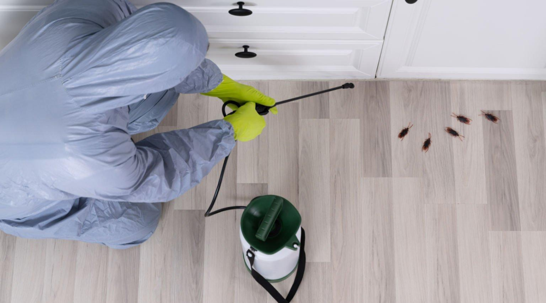 How Pest Control Services in Chennai Can Help – Unicare