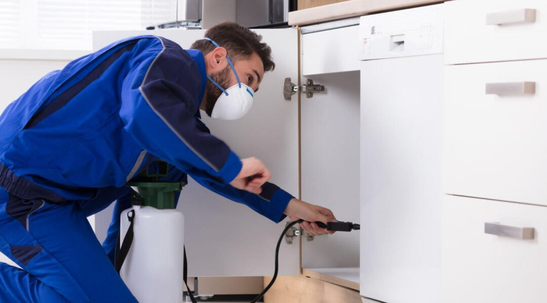 DIY Pest Control Solutions vs Professional Pest Control Services in Bangalore: Which is Better?