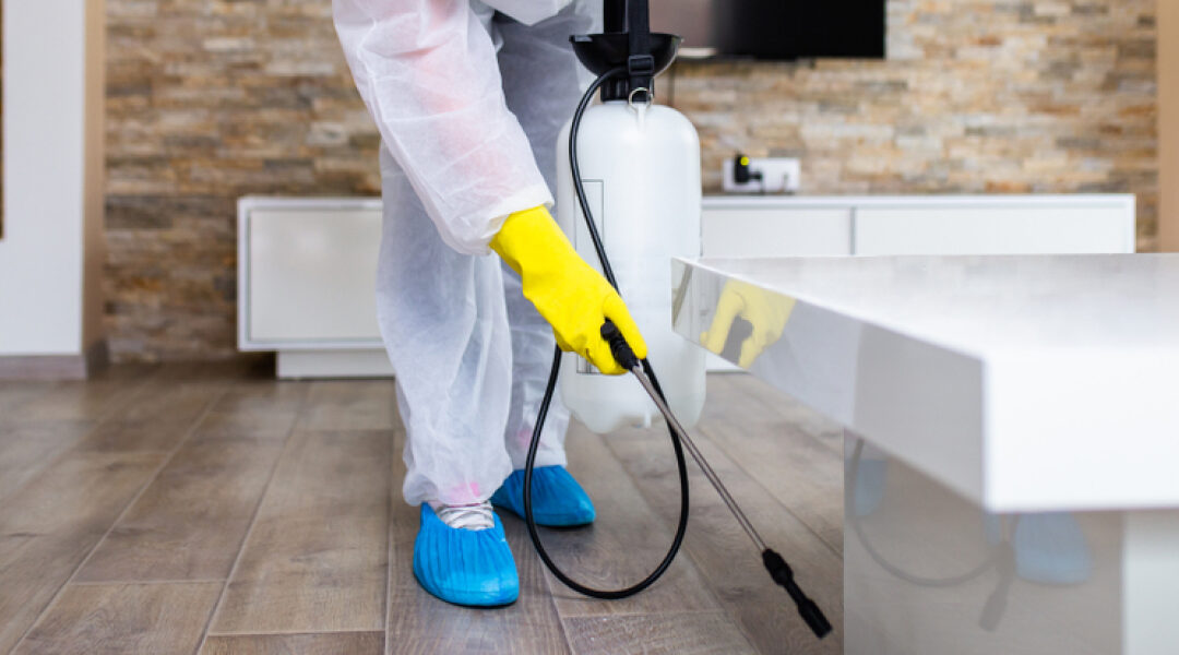 Choosing the Right Pest Control Services: A Chennai Resident’s Dilemma
