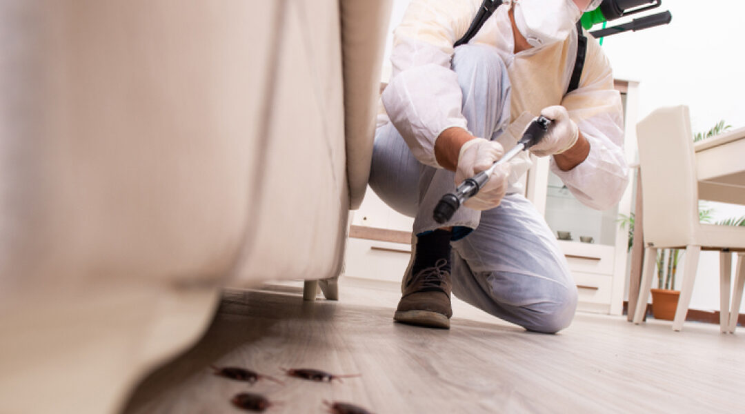 Pest Control Challenges in Old Bangalore Residentials: Restoration Tips