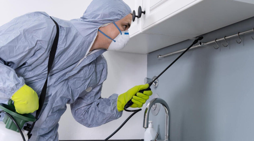 10 Secrets to Keep Termites Away from Your Property